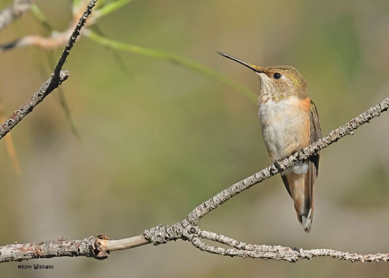 Rufous Hummingbird female, Paradise, AZ. 9-3-2024_7539z.jpg