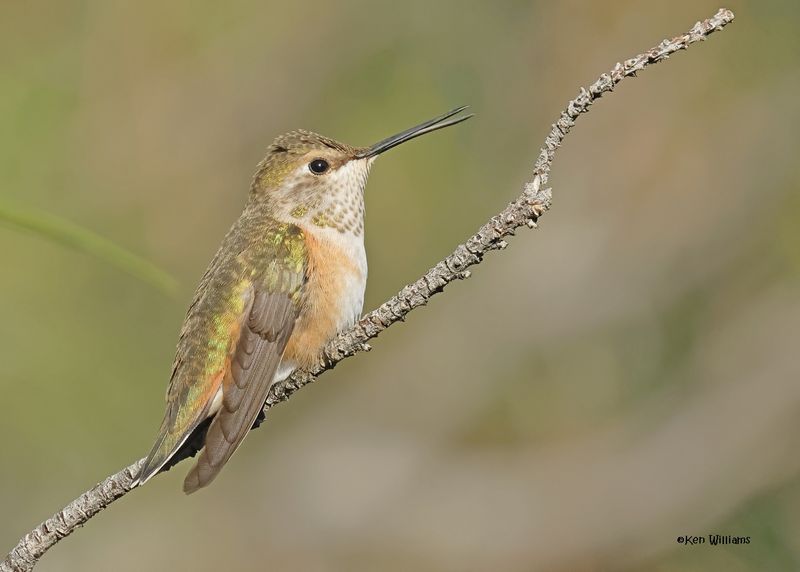Rufous Hummingbird female, Paradise, AZ. 9-3-2024_7669z.jpg