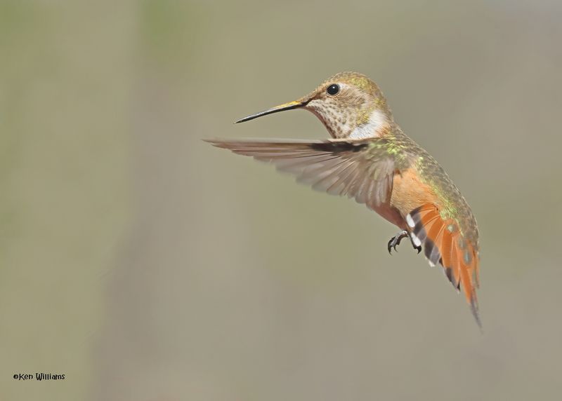 Rufous Hummingbird female, Paradise, AZ. 9-4-2024_7944z.jpg