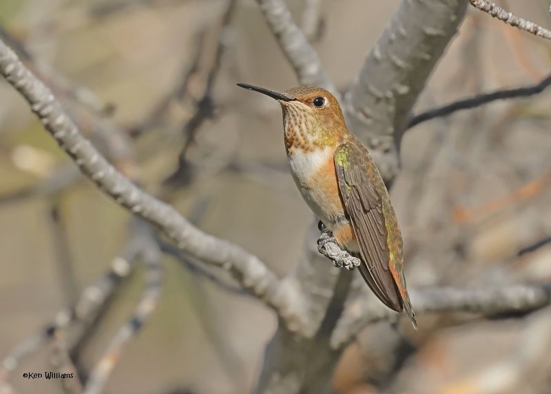Rufous Hummingbird immature male,, Paradise, AZ. 4 9-4-2024_9161z.jpg