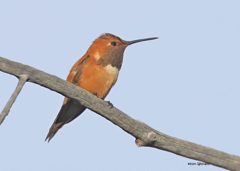 :Rufous Hummingbird: