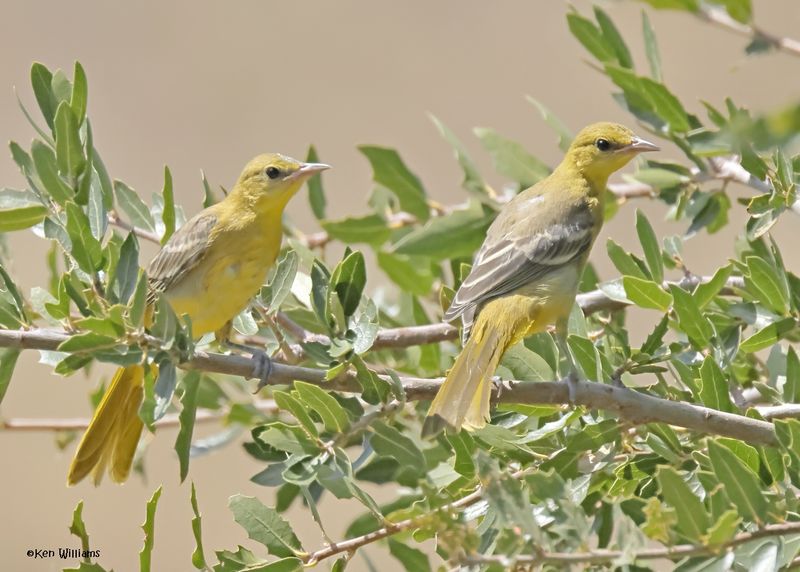 Scott's Oriole immature, Ash Canyon, Sierra Vista, AZ.  9-8-2024_4172z.jpg