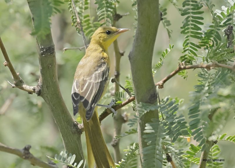 Scott's Oriole immature, Ash Canyon, Sierra Vista, AZ.  9-8-2024_4237z.jpg
