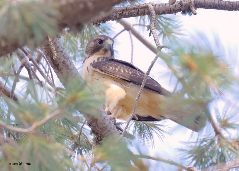 Short-tailed Hawk, Mt Lemmon, AZ, 9-10-2024_5756zD.jpg
