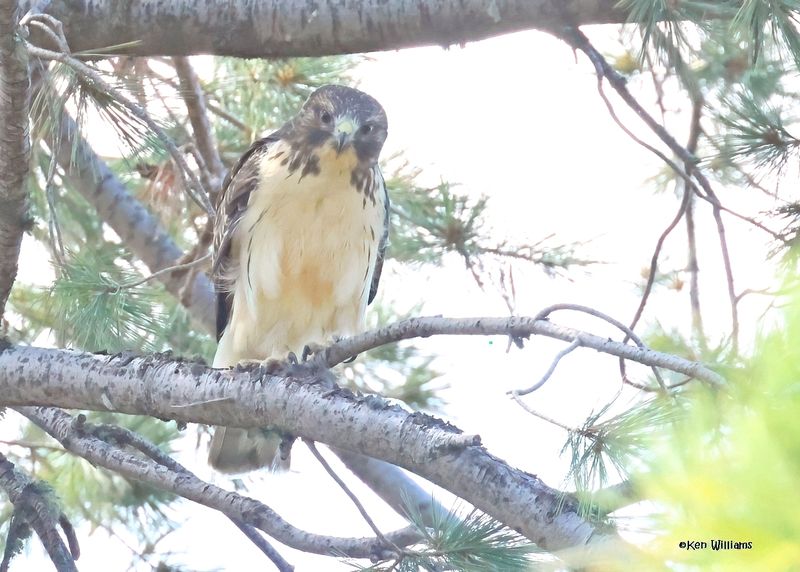 Short-tailed Hawk, Mt Lemmon, AZ, 9-10-2024_5800zD.jpg