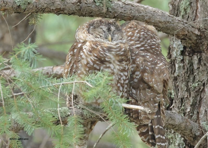 Owls