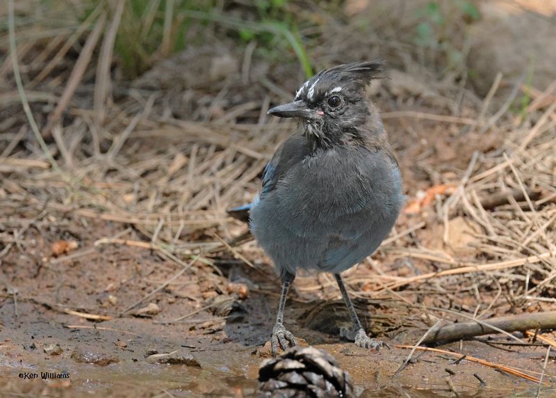 Steller's Jay, Barfoot Park, AZ. 9-5-2024_9923z.jpg