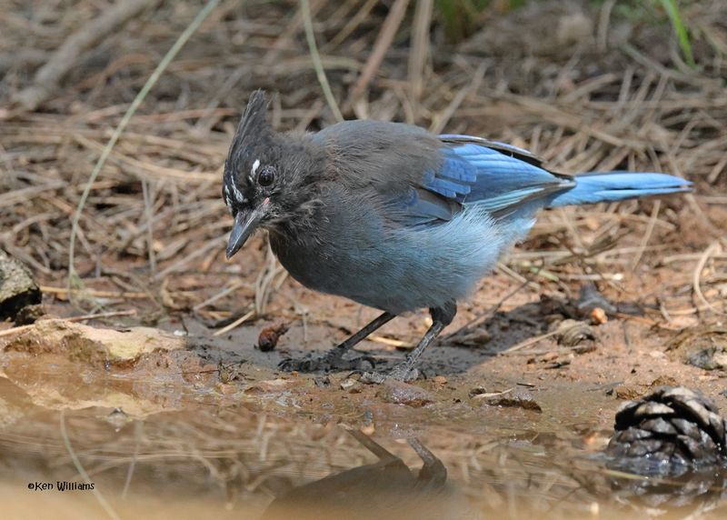 Steller's Jay, Barfoot Park, AZ. 9-5-2024_9926z.jpg