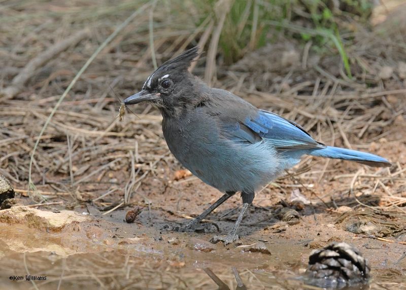 Stellar's Jay