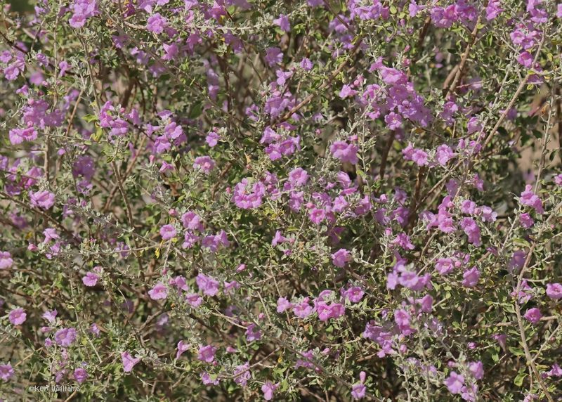 Texas Sage, Ash Canyon, Sierra Vista, AZ.  9-7-2024_2578z.jpg