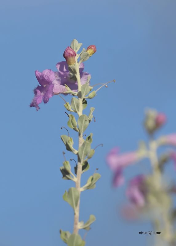 Texas Sage, Ash Canyon, Sierra Vista, AZ.  9-8-2024_4764z.jpg
