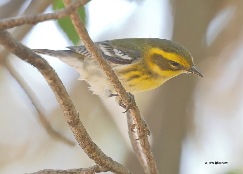 : Townsend's Warbler :