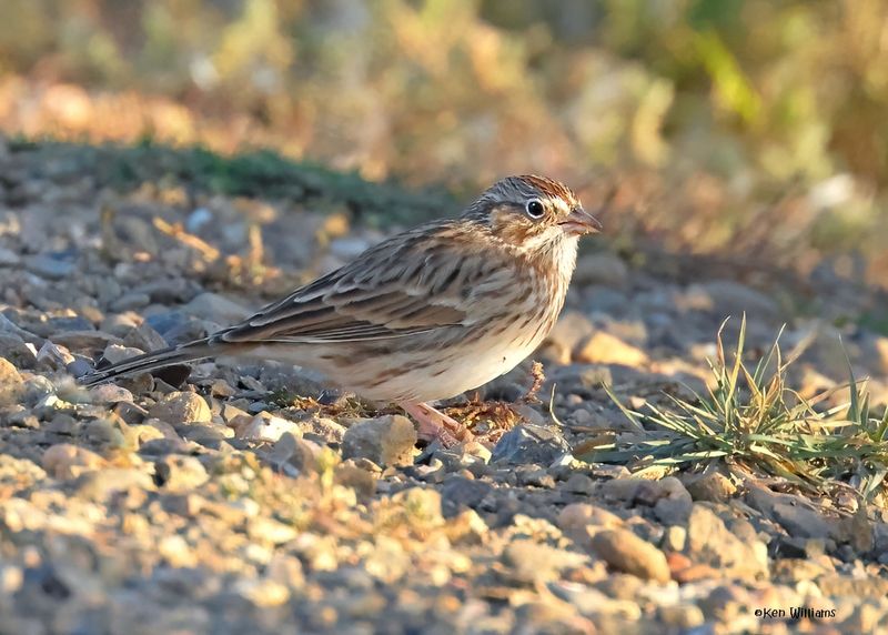 Vesper Sparrow, Eagle Nest, NM, 9-12-2024_6447zD.jpg