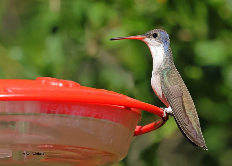 :Violet-crowned Hummingbird: