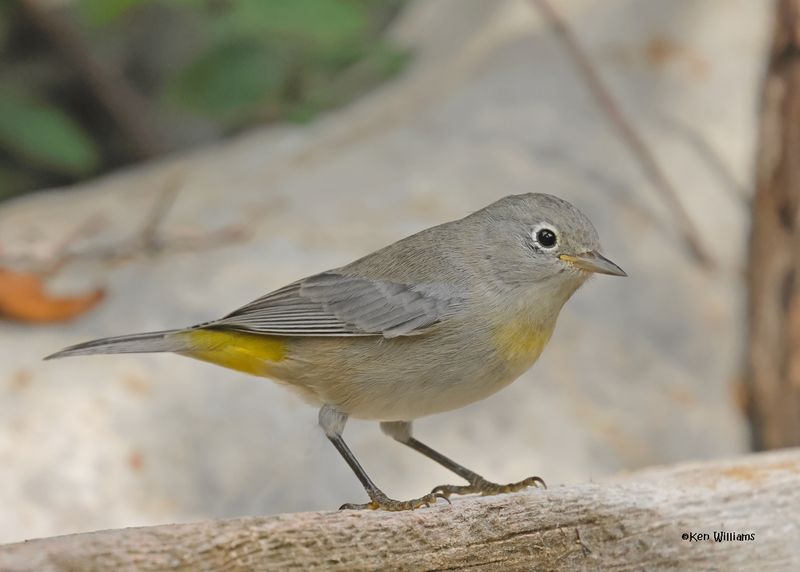 : Virginia's Warbler :