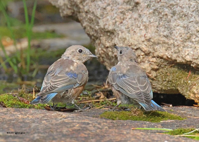 :Western Bluebird: