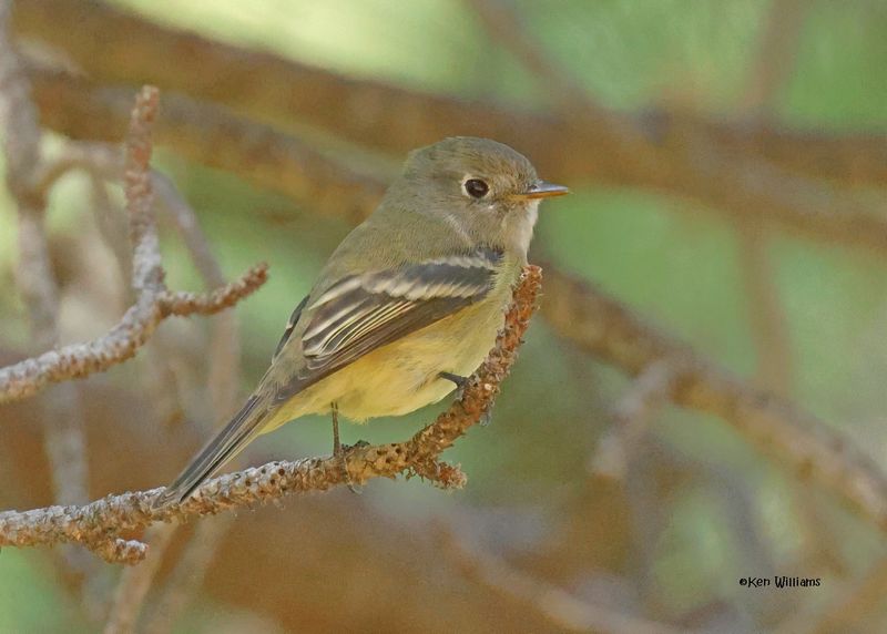 :Flycatchers: