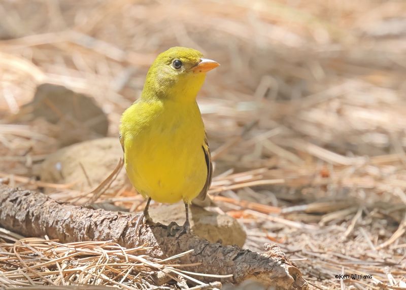 Western Tanager female, Barfoot Park, AZ. 9-3-2024_6942z.jpg