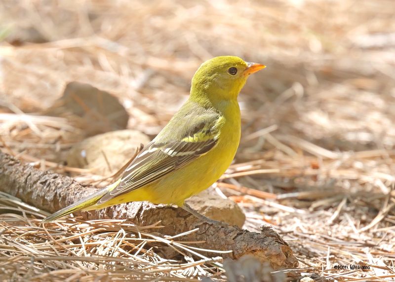 Western Tanager female, Barfoot Park, AZ. 9-3-2024_6948z.jpg