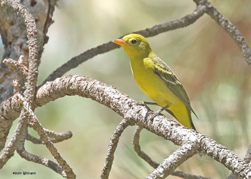 Western Tanager female, Barfoot Park, AZ. 9-5-2024_9781z.jpg