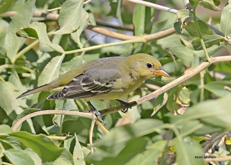 Western Tanager female, Mt Lemmon, AZ, 9-10-2024_5701zD.jpg