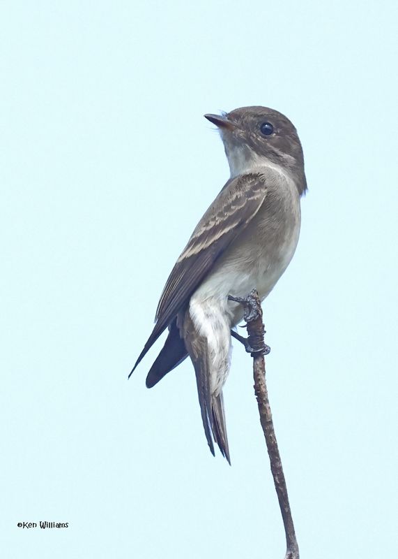 Western Wood Pewee