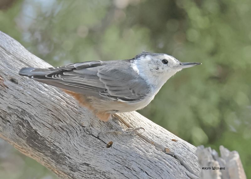 White-breasted Nuthatch, Paradise, AZ, 9-6-2024_0300z.jpg