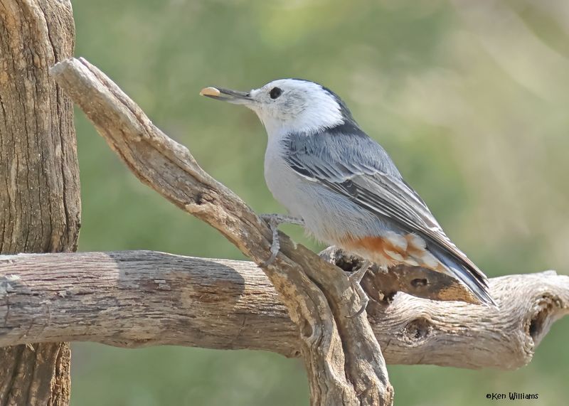 White-breasted Nuthatch, Paradise, AZ, 9-6-2024_0332z.jpg