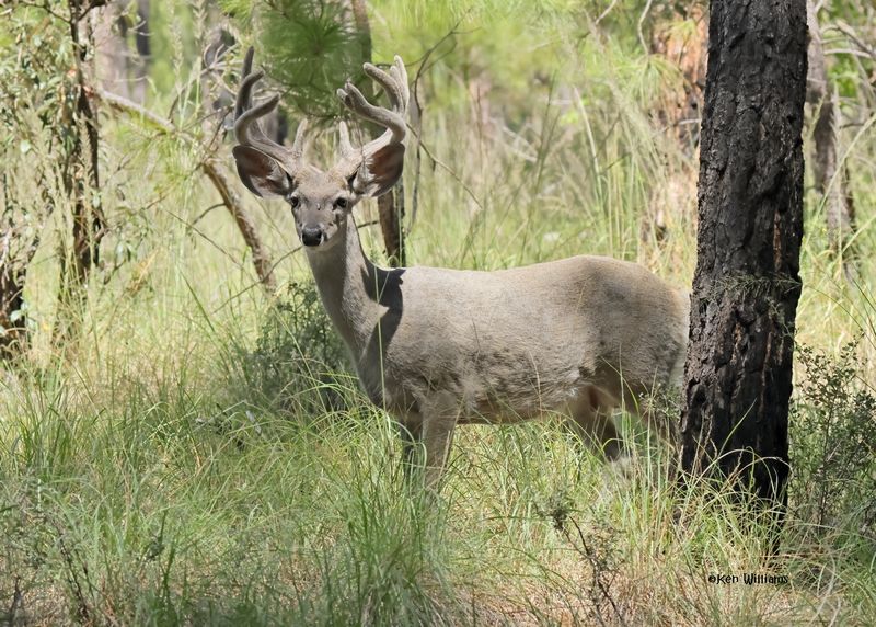 White-tailed Deer
