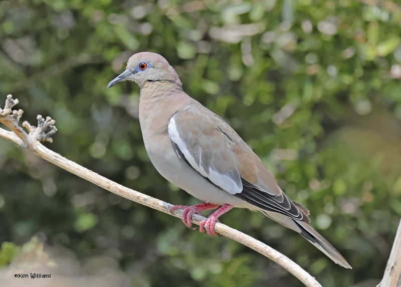White-winged Dove, Ash Canyon, Sierra Vista, AZ. 9-8-2024_4252z.jpg