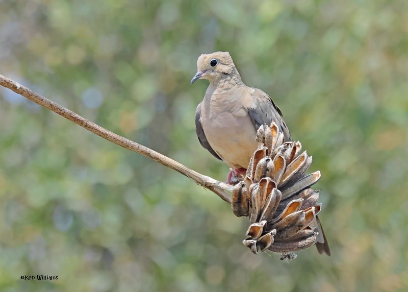White-winged Dove, Ash Canyon, Sierra Vista, AZ. 9-8-2024_4254z.jpg
