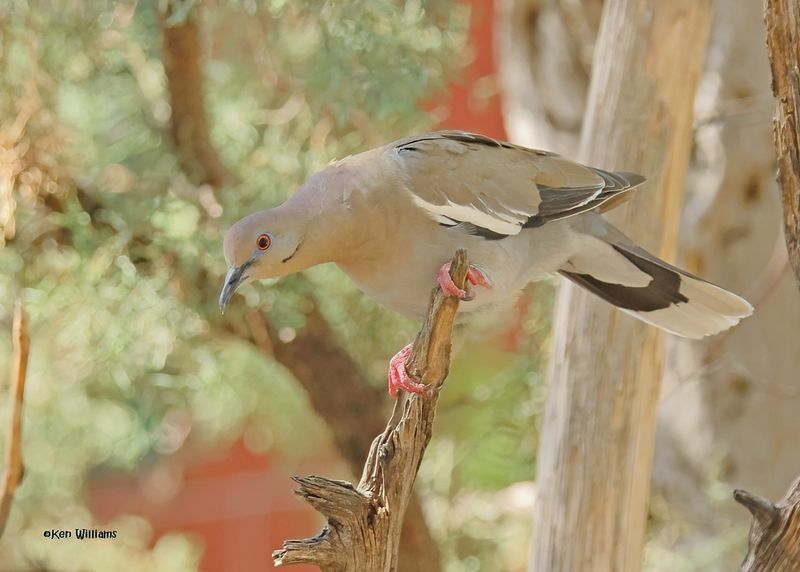 White-winged Dove, Paradise, AZ. 9-2-2024___5720zD.jpg