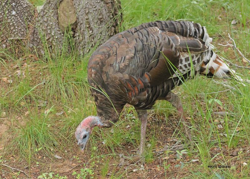 Wild Turkey hen - Goulds subspecies, Paradise, AZ. 9-2-2024___6106z.jpg