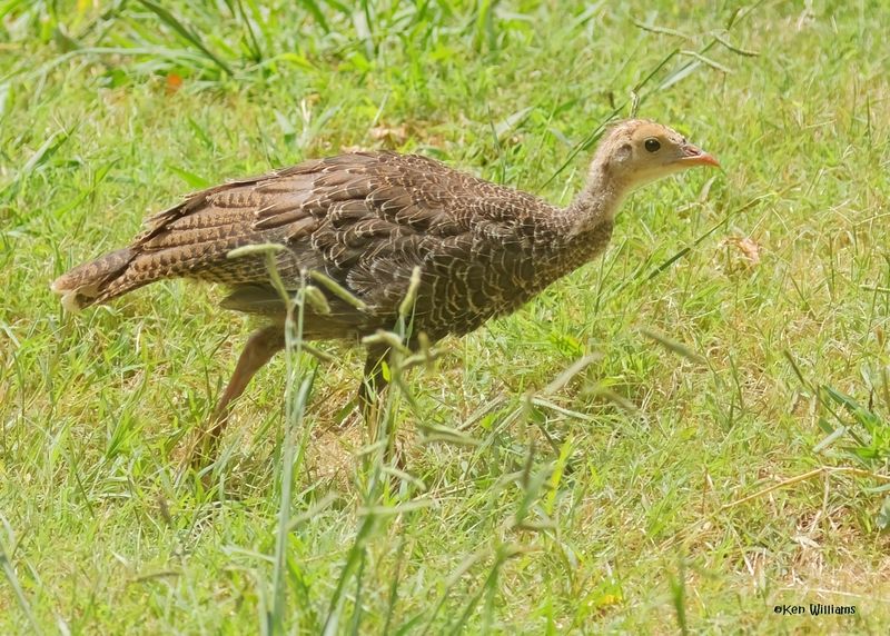 Wild Turkey poult - Goulds subspecies, Portal, AZ. 9-1-2024_3730zD.jpg