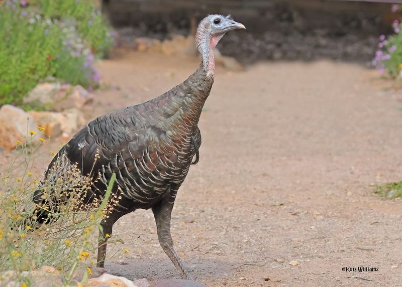 Wild Turkey tom - Goulds subspecies, Ash Canyon, Sierra Vista, AZ.  9-7-2024_2676zD.jpg