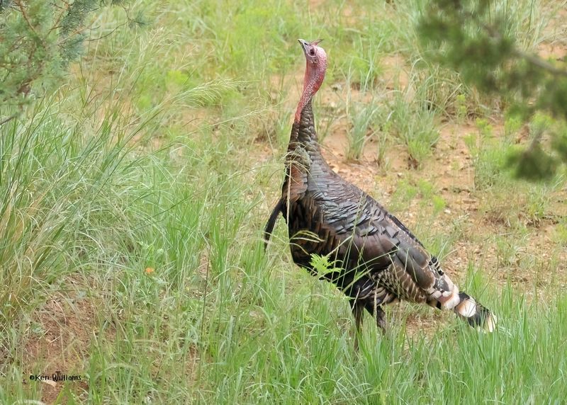 Wild Turkey tom - Goulds subspecies, Paradise, AZ. 9-2-2024_6115zD.jpg