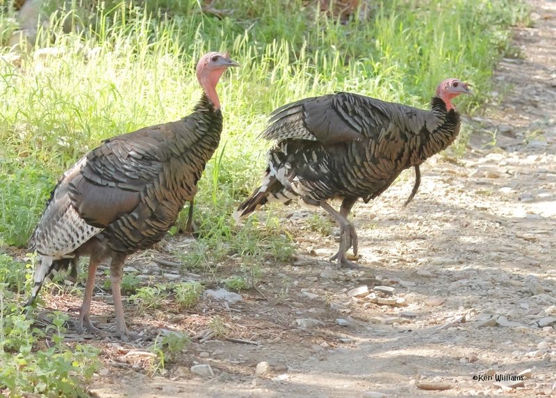 :Turkey: