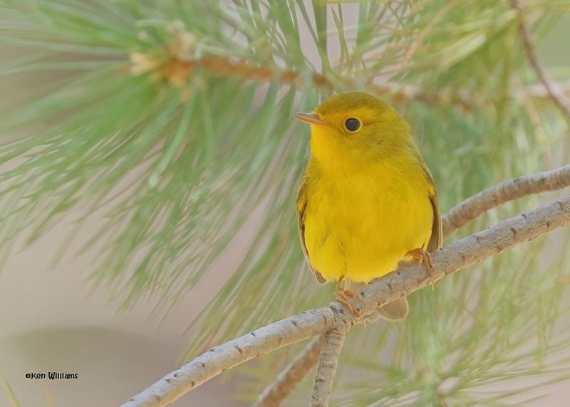 Wilson's Warbler female, Barfoot Park, AZ. 9-5-2024_9861zD.jpg