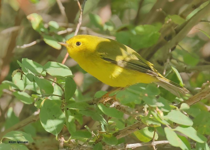 Wilson's Warbler immature, Capulin Spring, Sandia Mts, NM, 9-12-2024_6162zD.jpg