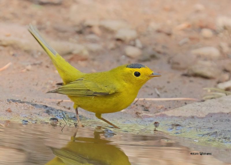 Wilson's Warbler male, Barfoot Park, AZ. 9-5-2024_9870zD.jpg