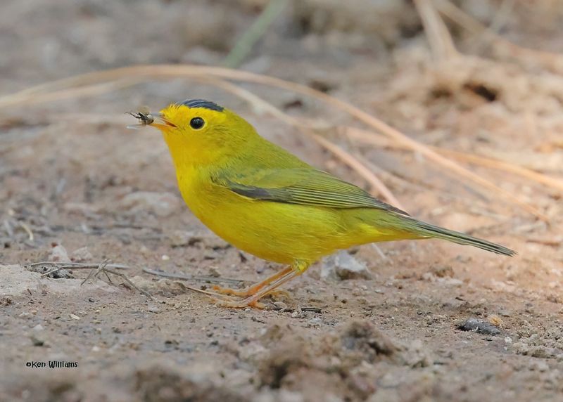 Wilson's Warbler male, Barfoot Park, AZ. 9-5-2024_9895zD.jpg