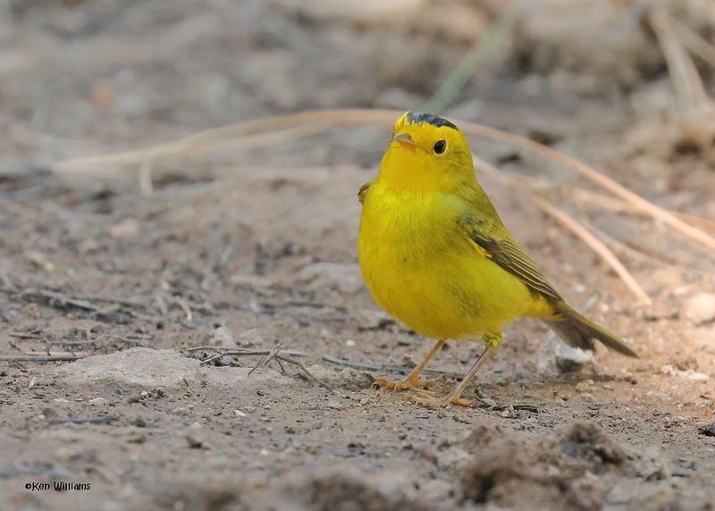 : Wilson's Warbler 