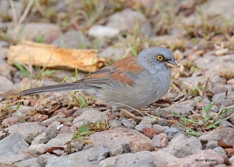 Yellow-eyed Junco