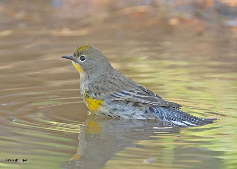 Yellow-rumped Warbler - Audubon immature, Barfoot Park, AZ. 9-3-2024_7448z.jpg
