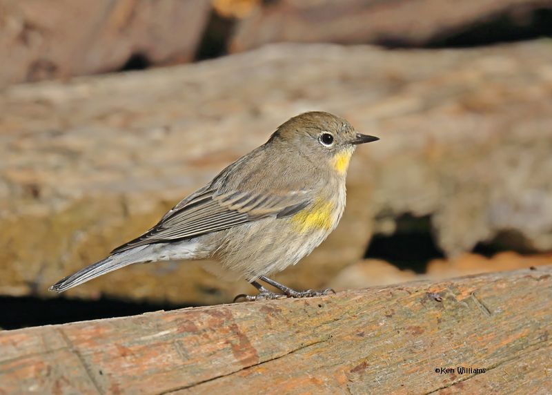 Yellow-rumped Warbler - Audubon, Capulin Spring, Sandia Mts, NM, 8-31-2024_3018z.jpg