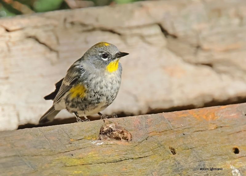 Yellow-rumped Warbler - Audubon, Capulin Spring, Sandia Mts, NM, 8-31-2024_3060z.jpg