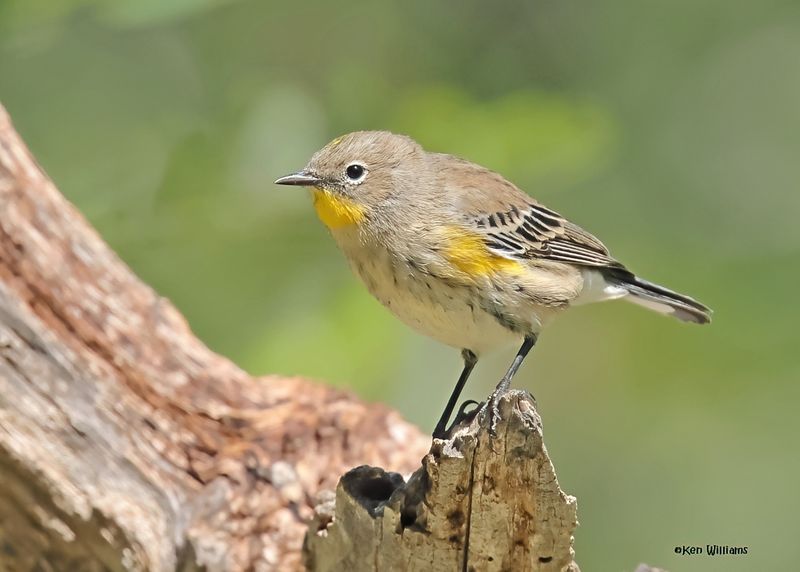 Yellow-rumped Warbler - Audubon, Capulin Spring, Sandia Mts, NM, 8-31-2024_3456zD.jpg