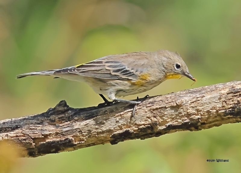Yellow-rumped Warbler - Audubon, Capulin Spring, Sandia Mts, NM, 8-31-2024_3458zD.jpg