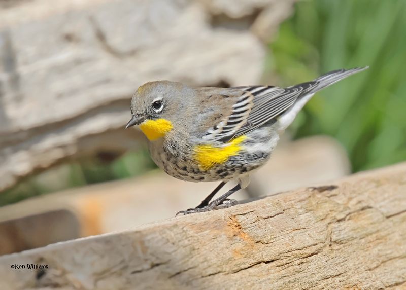Yellow-rumped Warbler - Audubon, Capulin Spring, Sandia Mts, NM, 8-31-2024_3580z.jpg