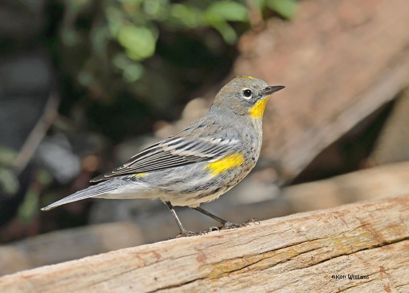 Yellow-rumped Warbler - Audubon, Capulin Spring, Sandia Mts, NM, 8-31-2024__3441z.jpg